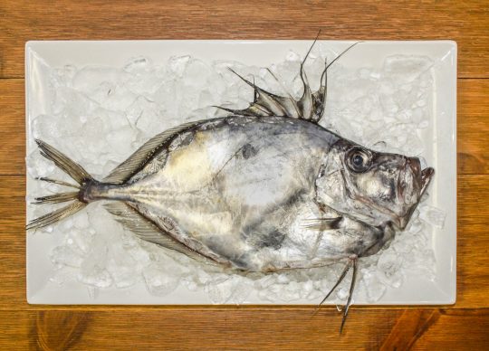 John Dory:  Everything you need to know