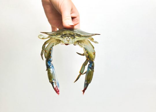 Soft Shell Crabs: What are they & what do you do with them?