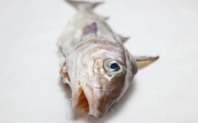 Haddock: A fish we know and love