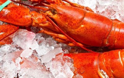 Maine ‘Shedder’ Lobsters